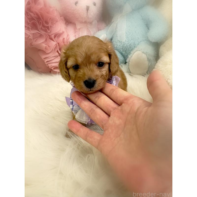 販売中の香川県のダップー:ミニチュアダックスフンド×トイプードル-440188の2枚目