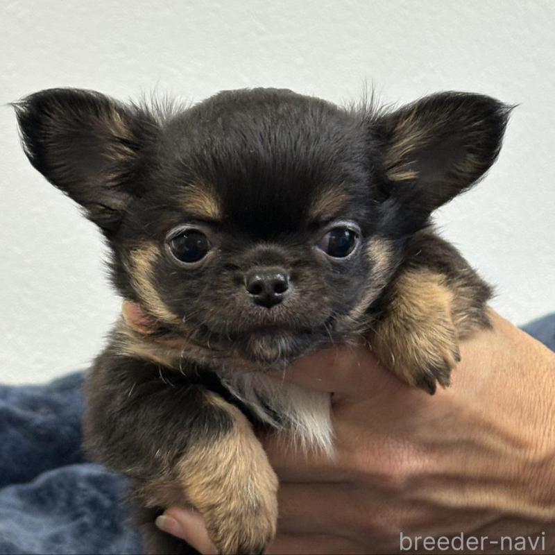 販売中の千葉県のチワワ(ロングコート)-438272