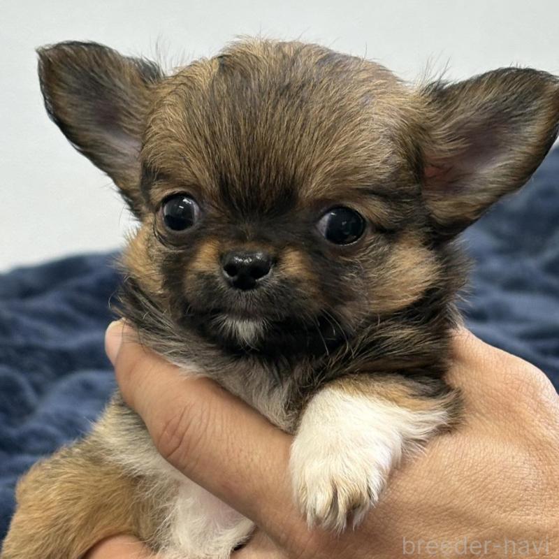 販売中の千葉県のチワワ(ロングコート)-438263