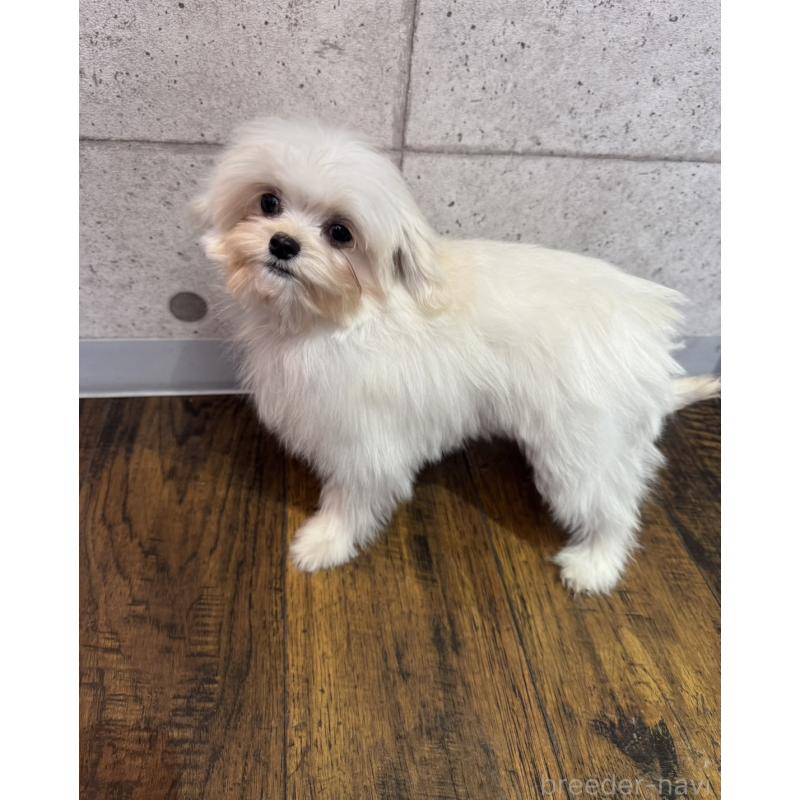 販売中の埼玉県のミックス犬-429198の3枚目