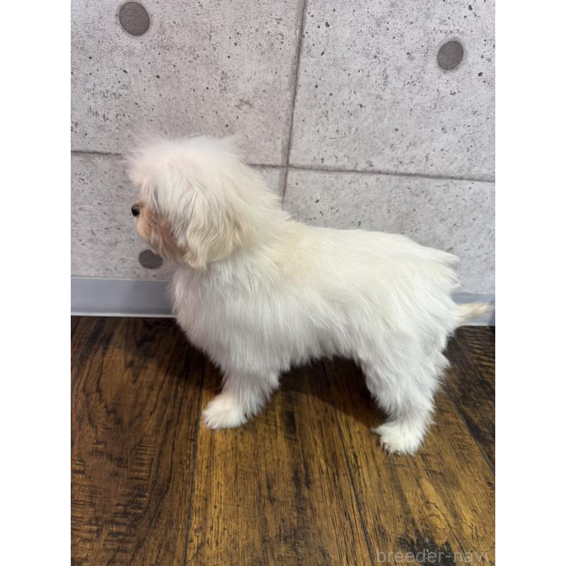 販売中の埼玉県のミックス犬-429198の2枚目