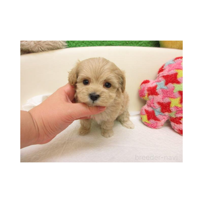 販売中の大阪府のマルプー:マルチーズ×トイプードル-440211の2枚目
