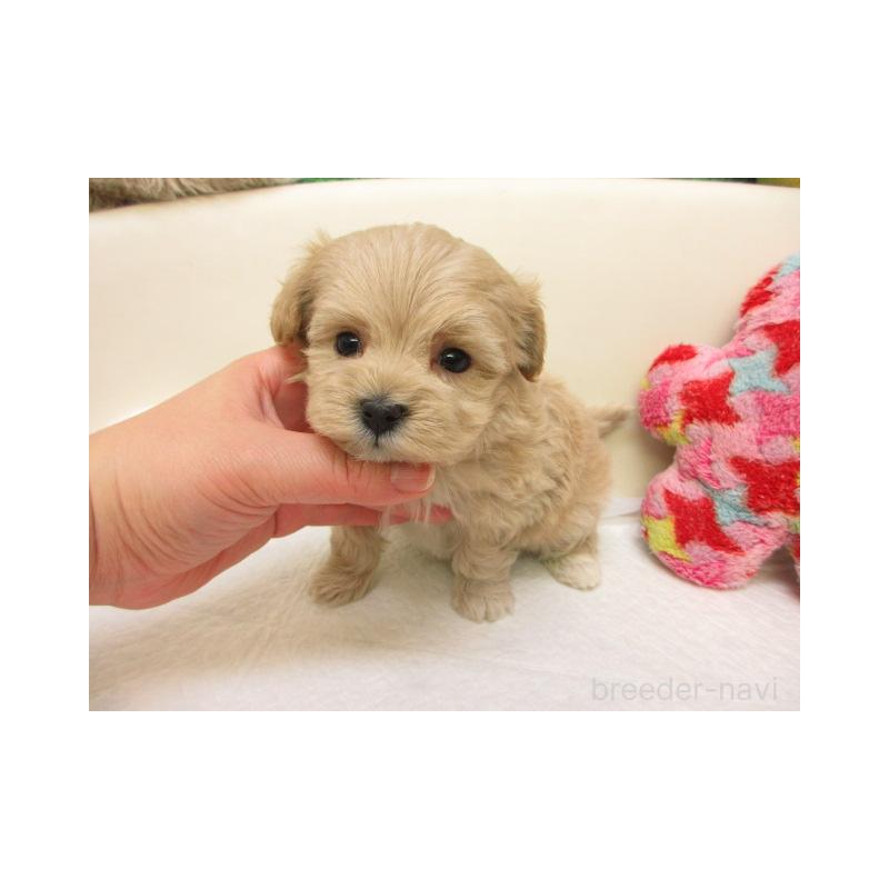 販売中の大阪府のマルプー:マルチーズ×トイプードル-440211