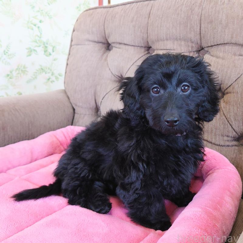 商談中の埼玉県のダップー:ミニチュアダックスフンド×トイプードル-429289の6枚目