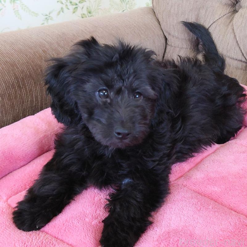 成約済の埼玉県のダップー:ミニチュアダックスフンド×トイプードル-429286の7枚目