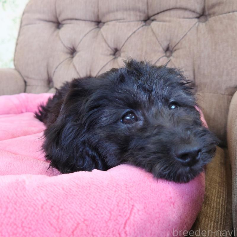 成約済の埼玉県のダップー:ミニチュアダックスフンド×トイプードル-429286の6枚目