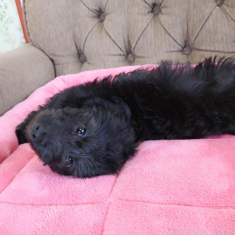 販売中の埼玉県のダップー:ミニチュアダックスフンド×トイプードル-429286