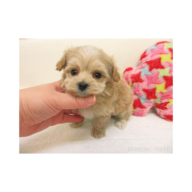 販売中の大阪府のマルプー:マルチーズ×トイプードル-440213の2枚目