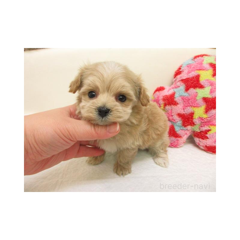 販売中の大阪府のマルプー:マルチーズ×トイプードル-440213の1枚目