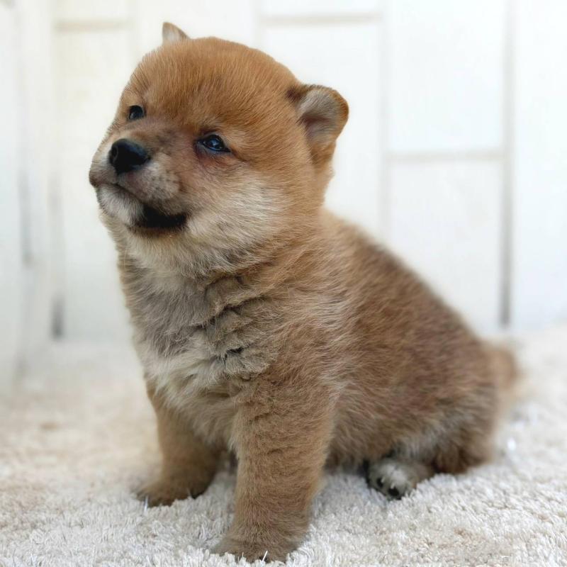 販売中の茨城県のミックス犬-436895の39枚目