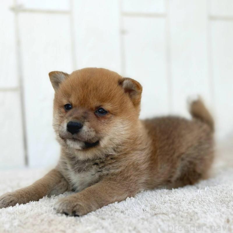 販売中の茨城県のミックス犬-436895の36枚目