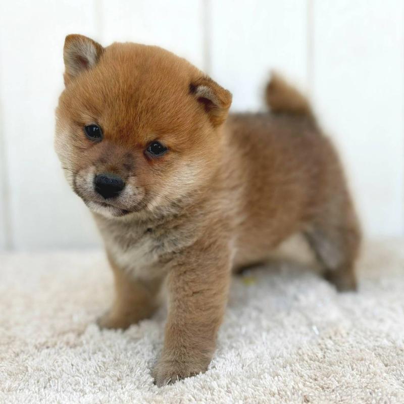 販売中の茨城県のミックス犬-436895の34枚目