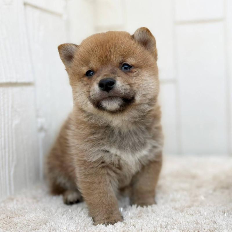 販売中の茨城県のミックス犬-436895の33枚目