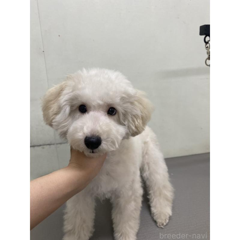 販売中の広島県のトイプードル-440214の4枚目