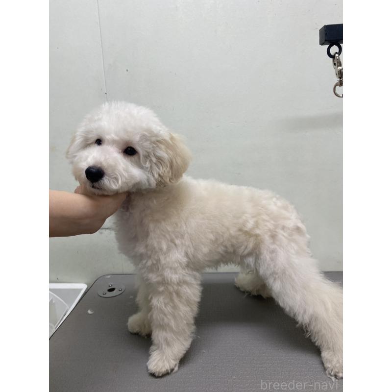 販売中の広島県のトイプードル-440214の3枚目