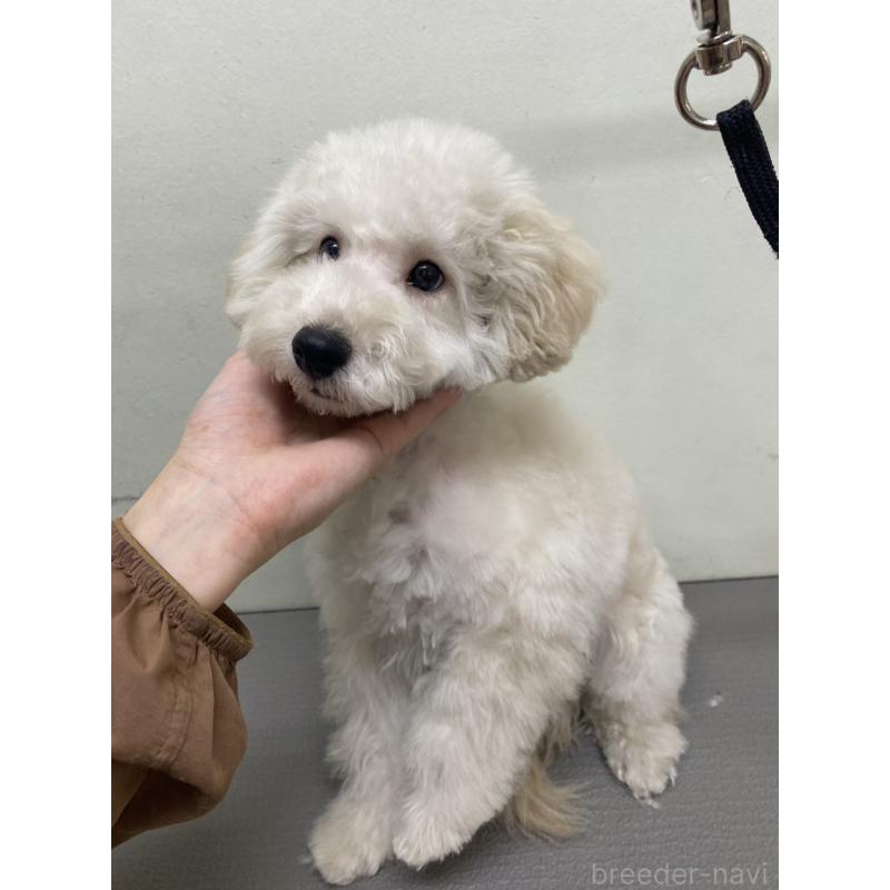 販売中の広島県のトイプードル-440214の2枚目