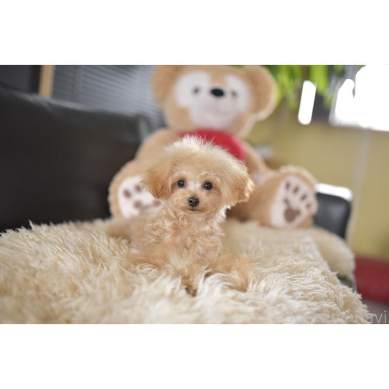 販売中の茨城県のティーカッププードル-413043の5枚目