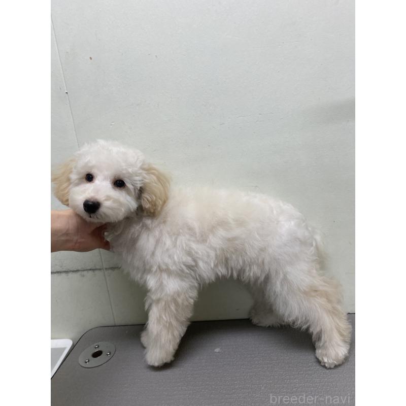 販売中の広島県のトイプードル-440215の3枚目