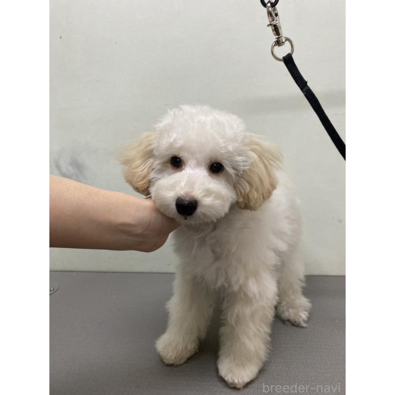 販売中の広島県のトイプードル-440215の2枚目