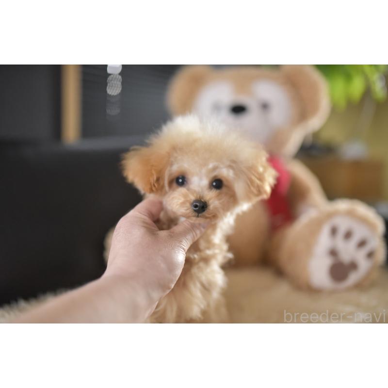 販売中の茨城県のティーカッププードル-413043の2枚目