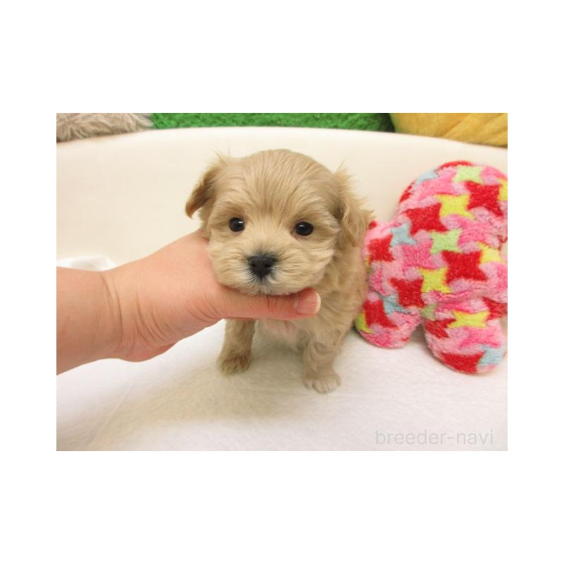 販売中の大阪府のマルプー:マルチーズ×トイプードル-440216の2枚目