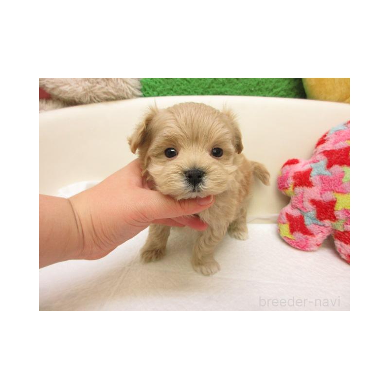 販売中の大阪府のマルプー:マルチーズ×トイプードル-440216