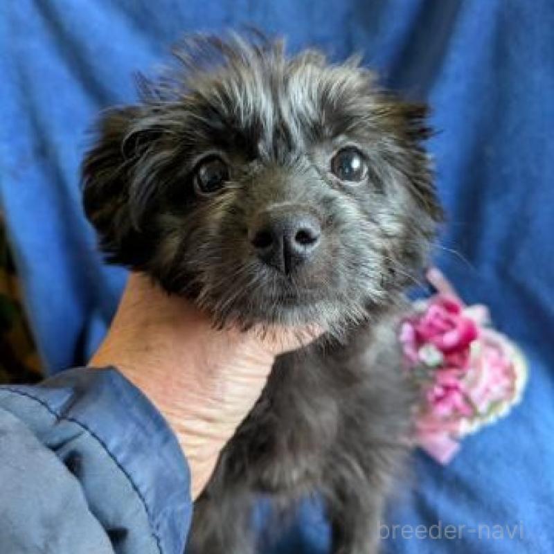 販売中の鹿児島県のミックス犬-440217の1枚目