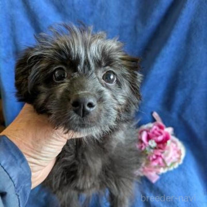 販売中の鹿児島県のミックス犬-440217の3枚目