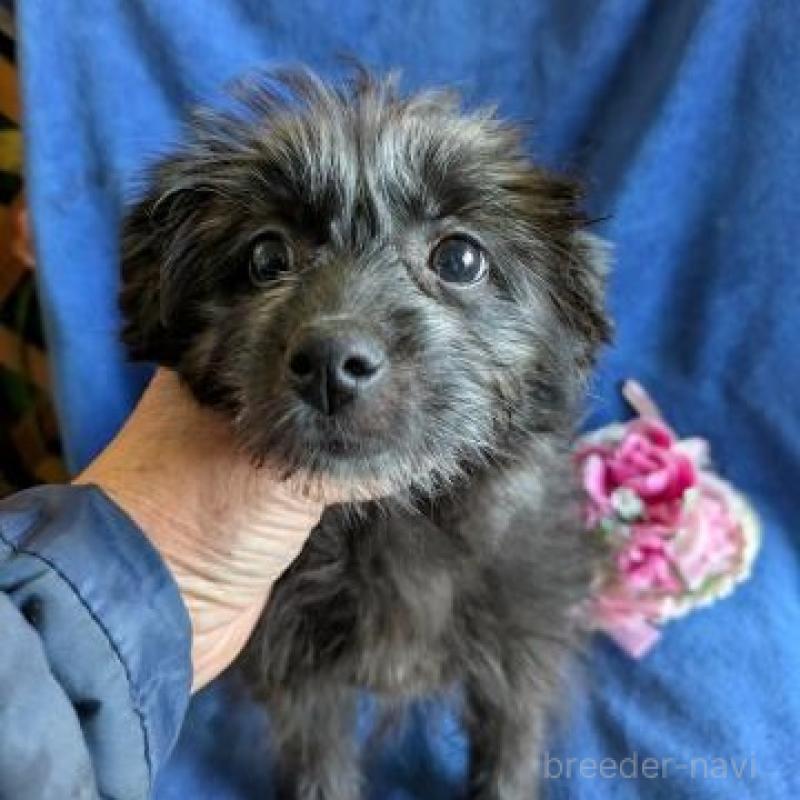 販売中の鹿児島県のミックス犬-440217の2枚目