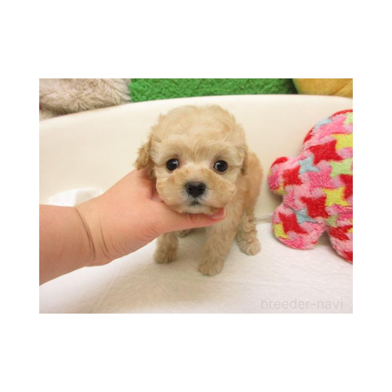 販売中の大阪府のトイプードル-440218の2枚目