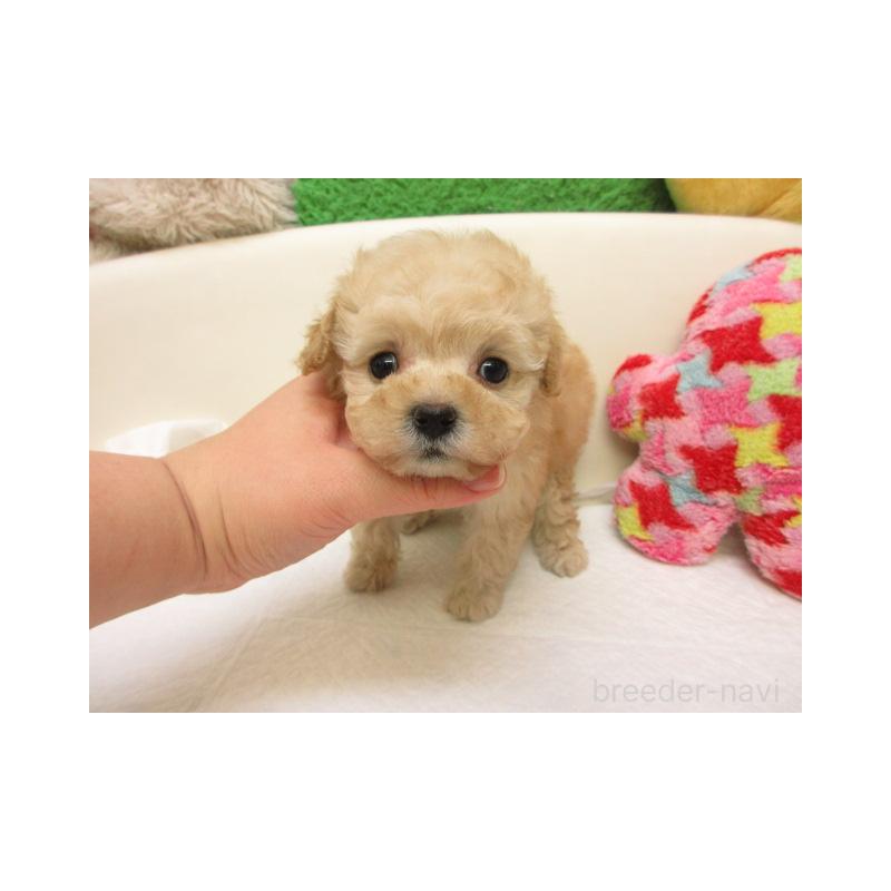 販売中の大阪府のトイプードル-440218の1枚目