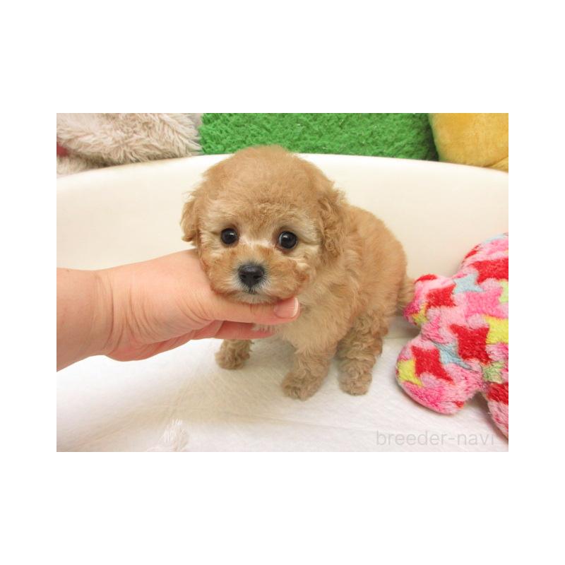 販売中の大阪府のトイプードル-440220の2枚目