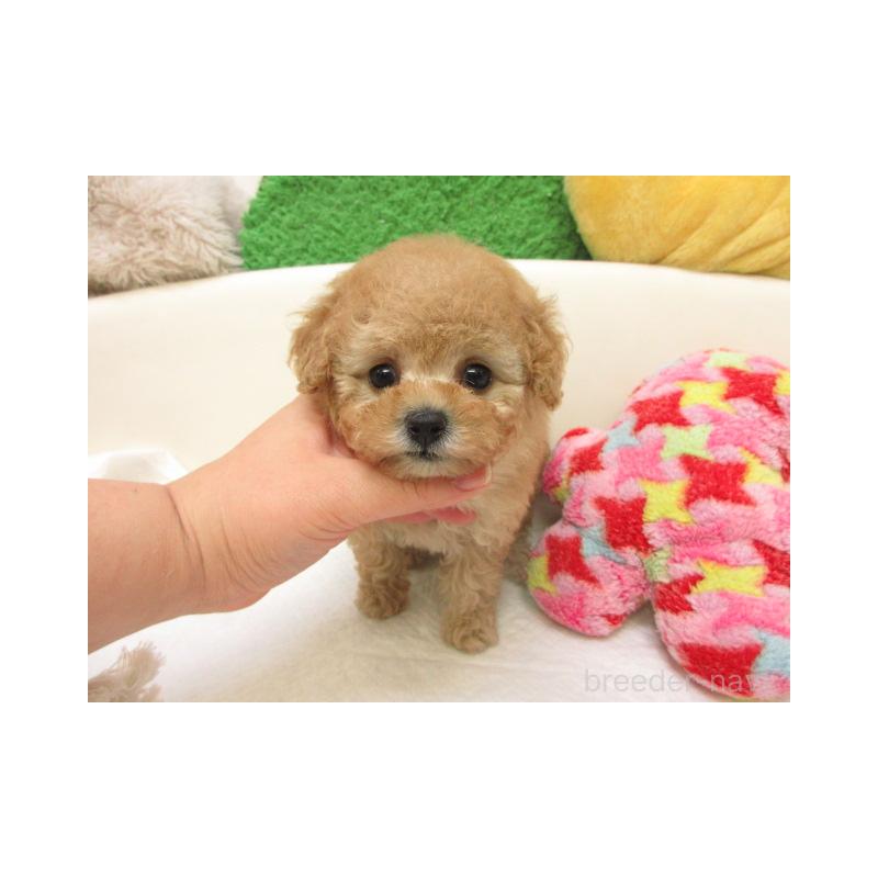 販売中の大阪府のトイプードル-440220