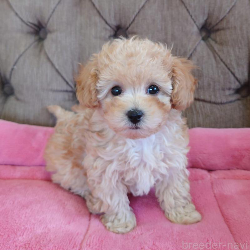 販売中の埼玉県のタイニープードル-437394の3枚目