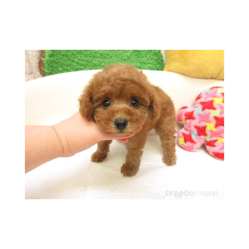 販売中の大阪府のトイプードル-440223の2枚目