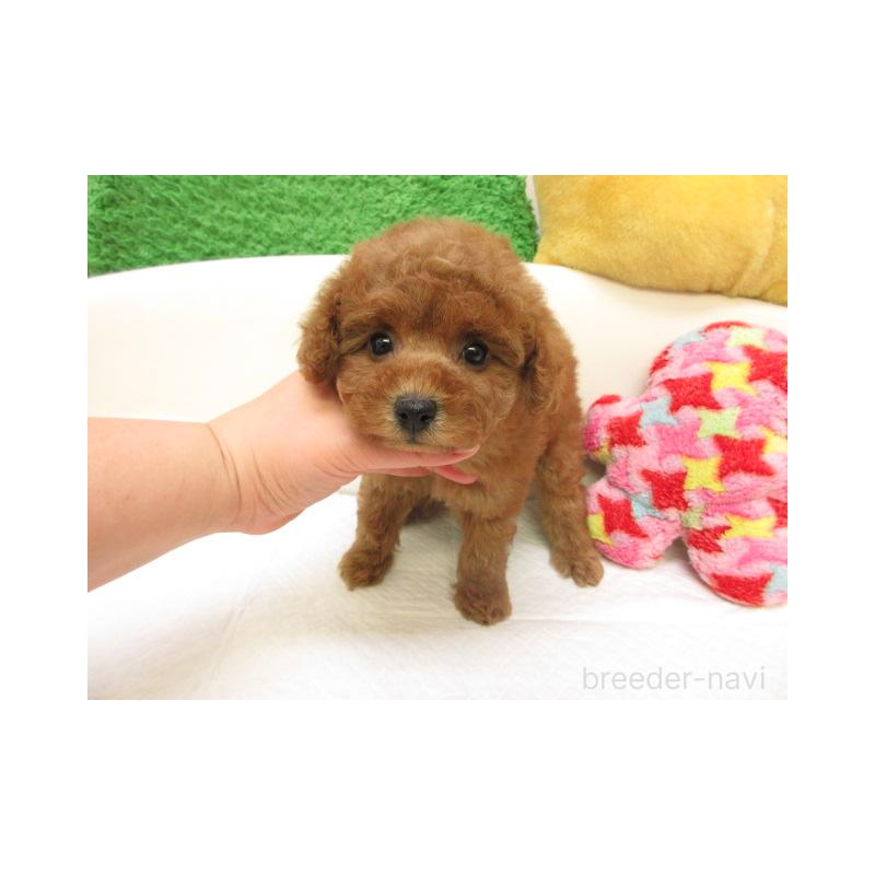 販売中の大阪府のトイプードル-440223