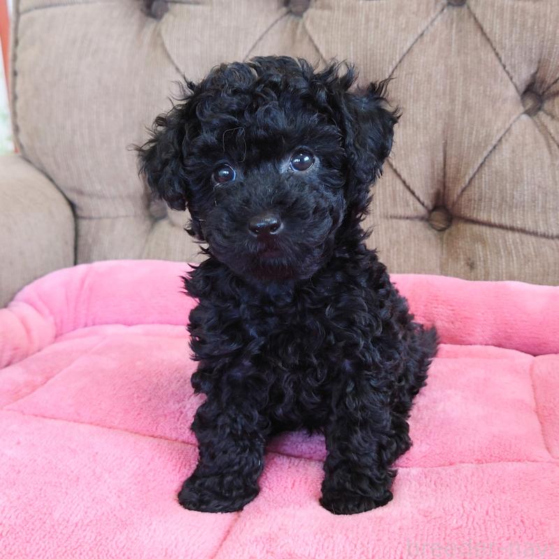 販売中の埼玉県のタイニープードル-437391