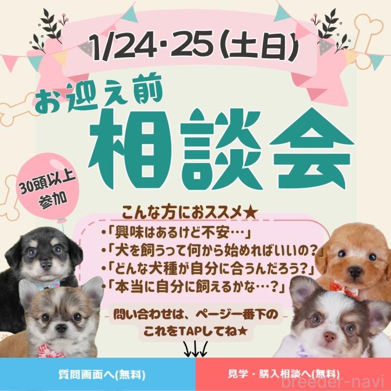 販売中の神奈川県のチワワ(ロングコート)-439955の5枚目