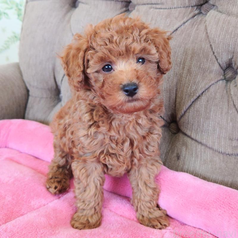 販売中の埼玉県のタイニープードル-437389の11枚目