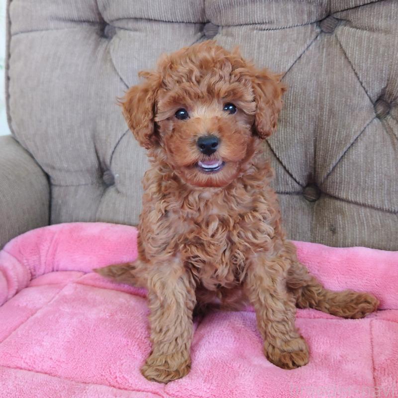 販売中の埼玉県のタイニープードル-437389の10枚目