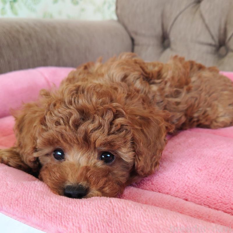 販売中の埼玉県のタイニープードル-437389の9枚目