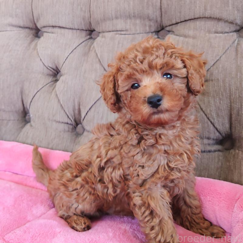 販売中の埼玉県のタイニープードル-437389の8枚目