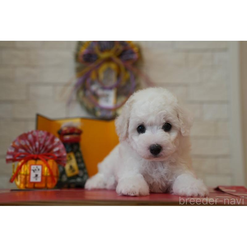 販売中の千葉県のビションフリーゼ-439158の11枚目