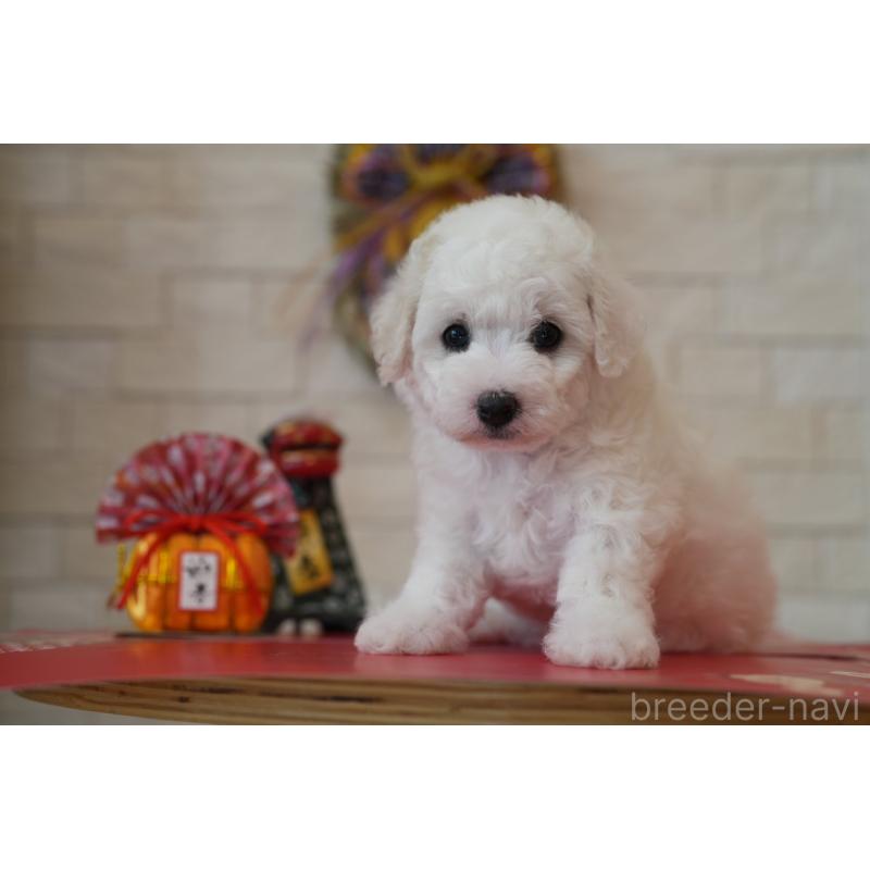 販売中の千葉県のビションフリーゼ-439158の10枚目