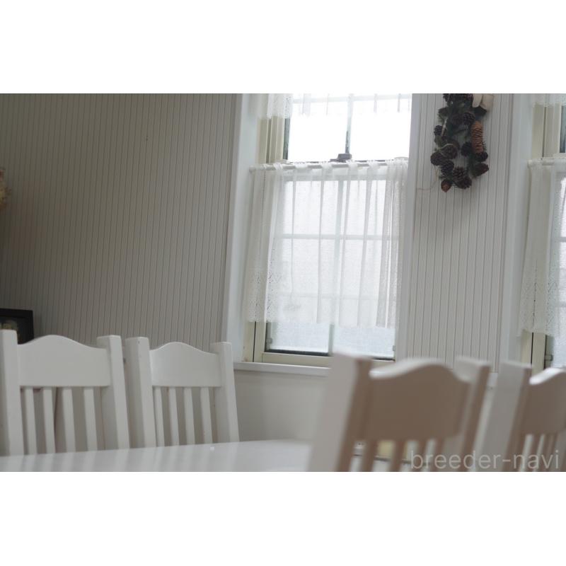 販売中の千葉県のビションフリーゼ-439158の9枚目