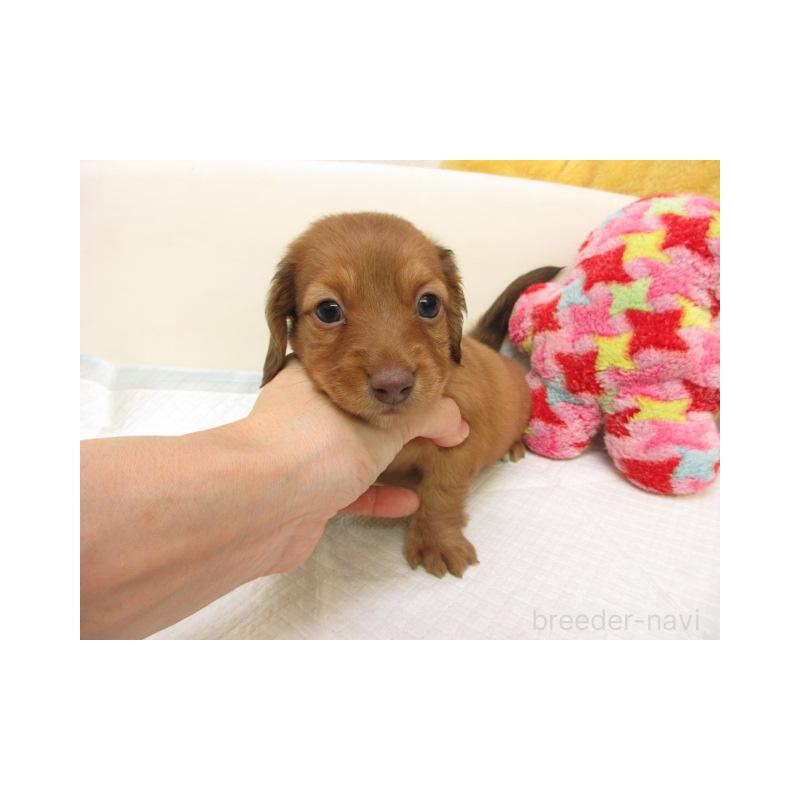 販売中の大阪府のミニチュアダックスフンド(ロングヘアード)-440225の2枚目