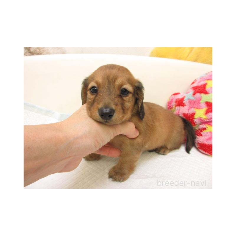 販売中の大阪府のミニチュアダックスフンド(ロングヘアード)-440227の2枚目