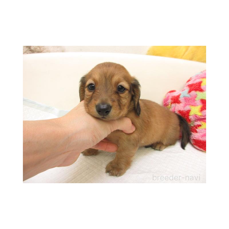 販売中の大阪府のミニチュアダックスフンド(ロングヘアード)-440227