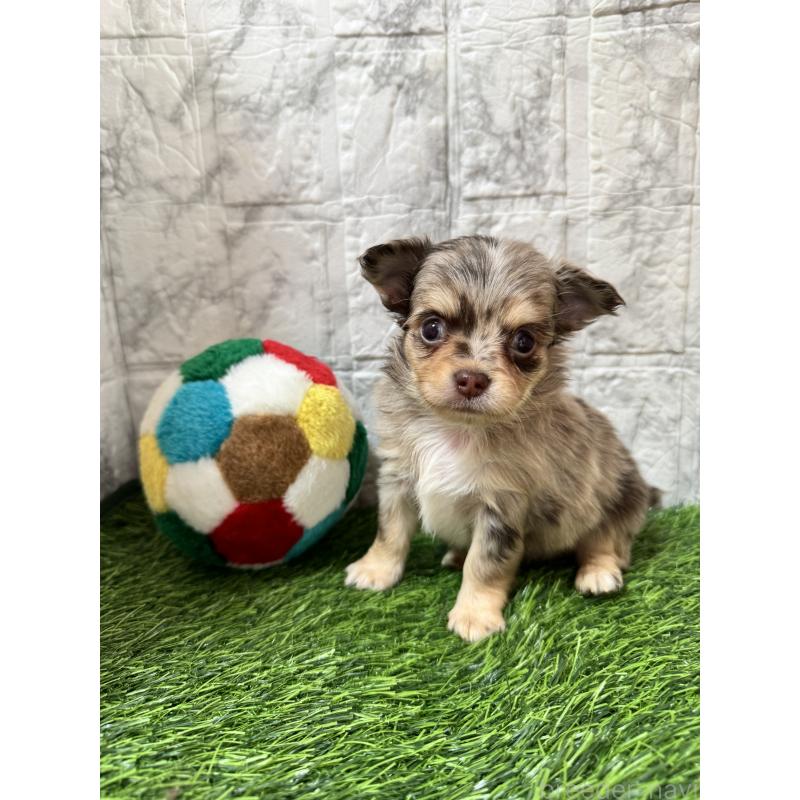 販売中の茨城県のチワワ(ロングコート)-434029の9枚目