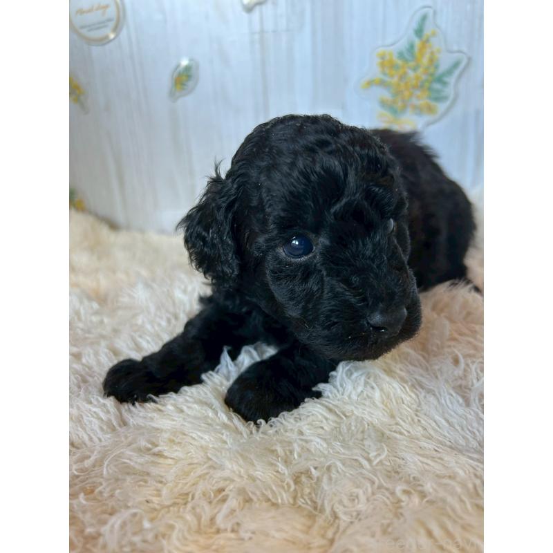 販売中の群馬県のトイプードル-440228の5枚目